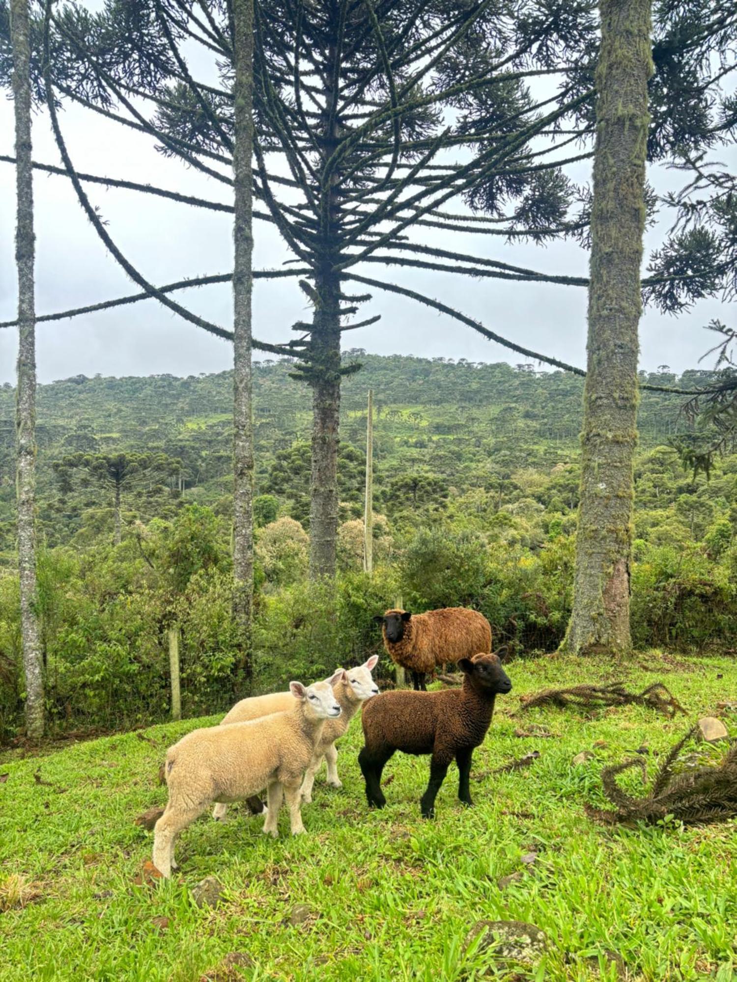 Willa Estalagem Ceu Da Montanha - Morro Da Igreja Urubici Zewnętrze zdjęcie